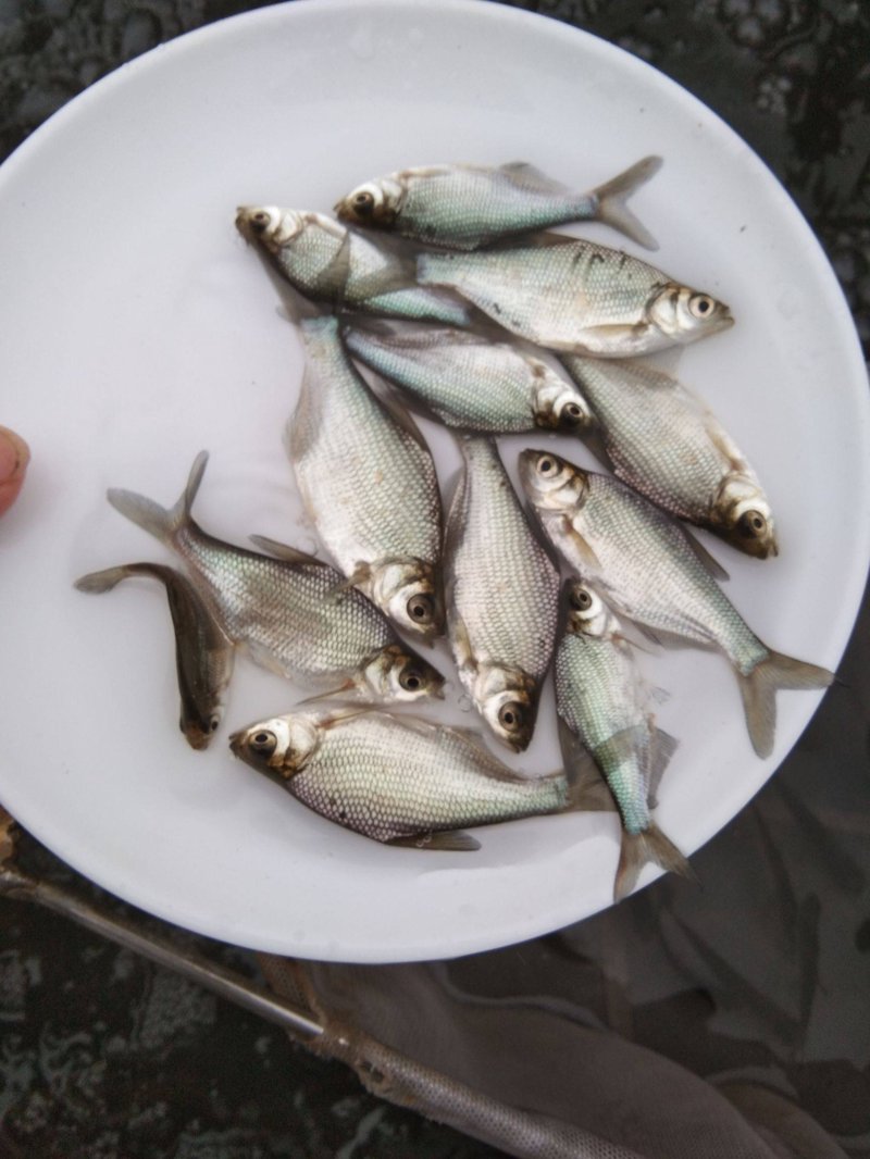 鱼苗批发