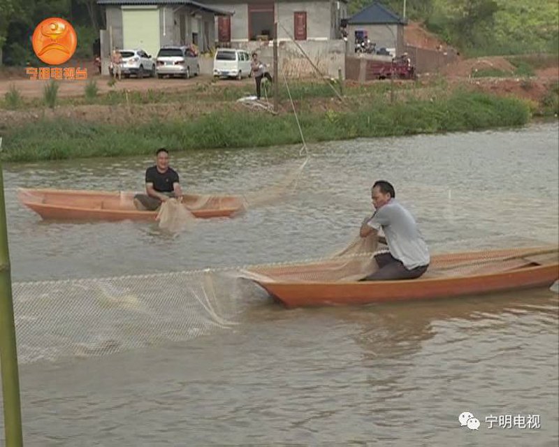 淡水资源中的新绿：淡水鱼养殖行业动态洞察