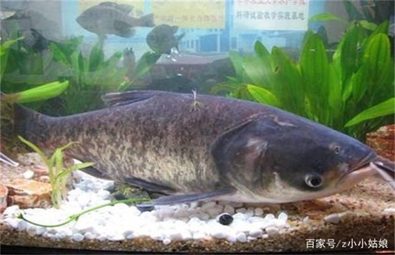 探寻水产养殖的新篇章：瑞丰模式