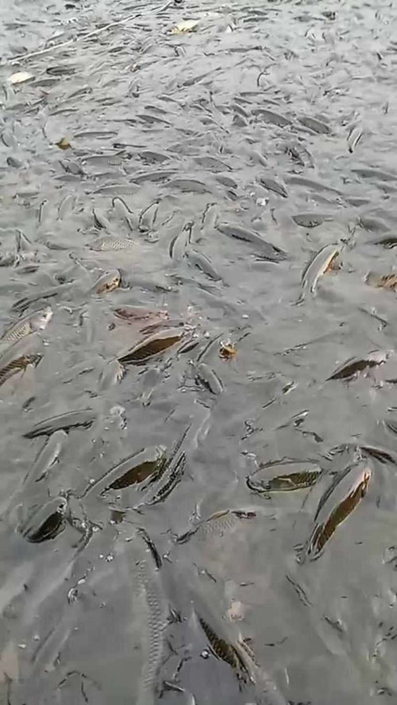 瑞丰水产养殖:探索现代渔业的新潮流